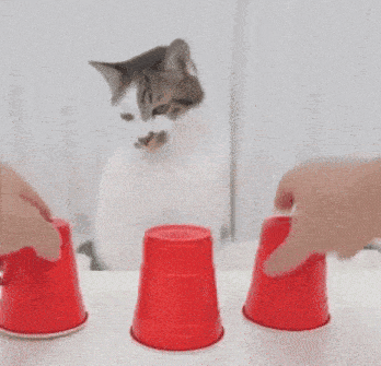 a cat successfully playing the cups shell game